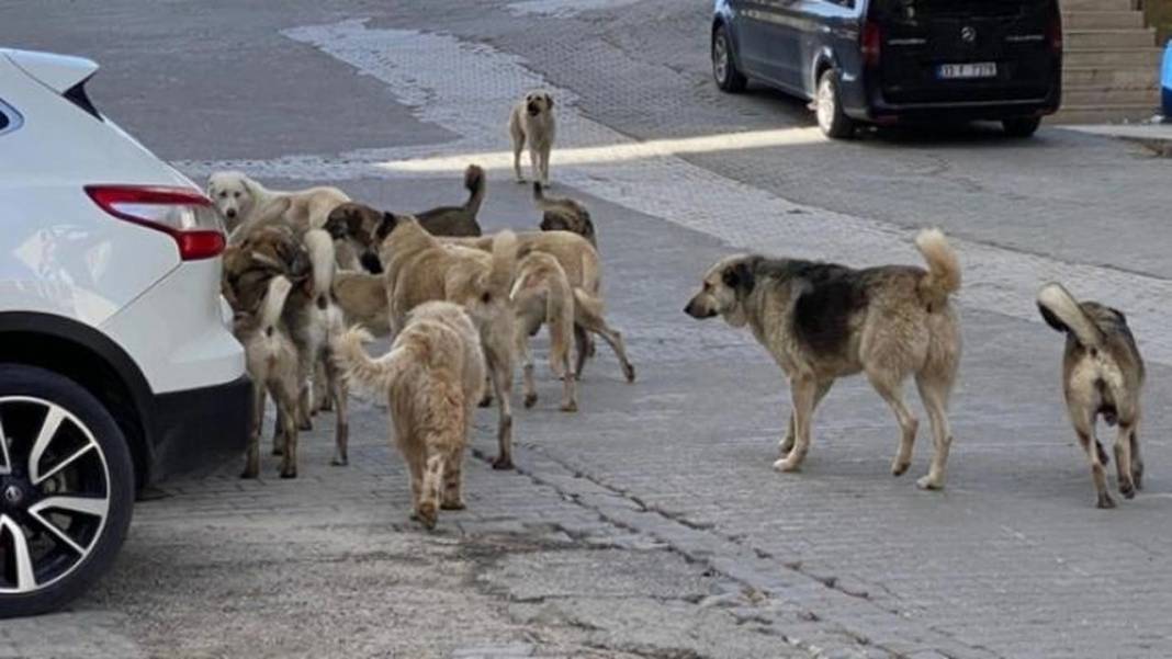 İşte 10 soruda başıboş köpek düzenlemesi! Ötanazi uygulanacak mı? 10